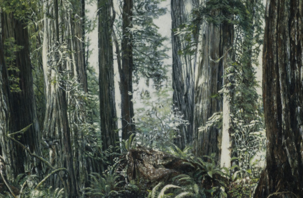 Evergreen , Ancient Forests and Ancient Imagination